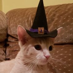 photo of cat with wizard hat